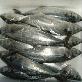 detail image2 FROZEN SPANISH MACKEREL
