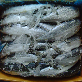 full image SPANISH MACKEREL