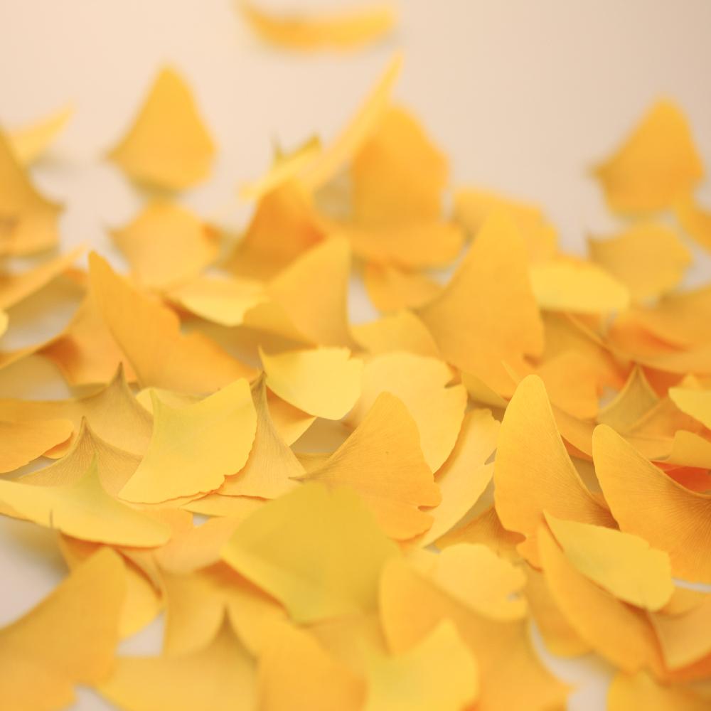 Sticky Leaf - Ginkgo