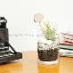 detail image3 Vintage Glass Cup Tillandsia Air Plants DIY Set " Black & White" Joinflower