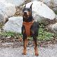 full image Twist leather harness T type(Big dog)