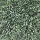 detail image1 Artificial Turf [DGTEU55]