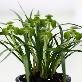 full image China Oriental Orchids