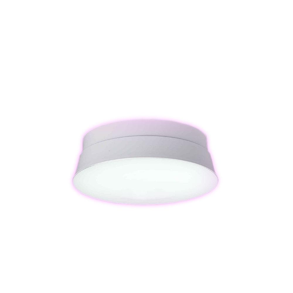 DAYTIME CONCH SECL-L094