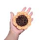 full image Sunflower Coaster