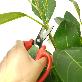detail image2 Garden Scissors