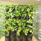 detail image2 STACKO-POT (Vertical farm)