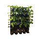full image STACKO-POT (Vertical farm)