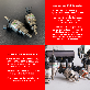 detail image3 LPG CNG injector for VAN and Heavy Trucks (H2100)