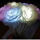 detail image1 DAEWANG King Solar Panel LED Flower Rose Set of 10 Light Lamp Battery Interior Home Decoration, Pres