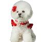 full image Pet Products Pet Clothes Pets Gold Tweed Harness 2 Colors