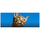 detail image2 Online video and image enhancer / upscaler for B2B and B2C