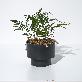 detail image2 Pot Copenhagen Midnight