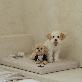 detail image3 Dr.Friend Puppy Zero Electromagnetic Waves Sleep Care Bed Pad (Medium)