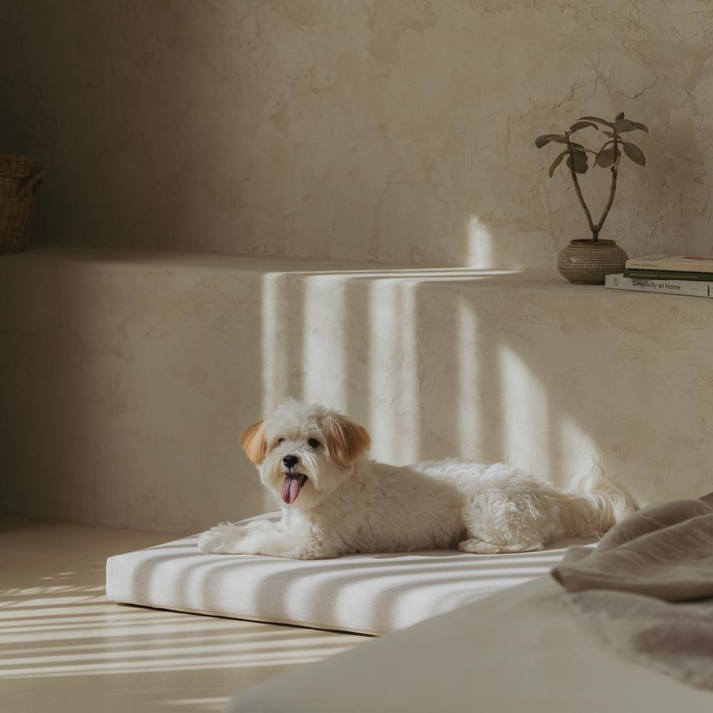 Dr.Friend Puppy Zero Electromagnetic Waves Sleep Care Bed Pad (Medium)