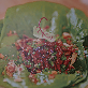 detail image3 MM Beef Korean Plant Based Shred in Soy Sauce